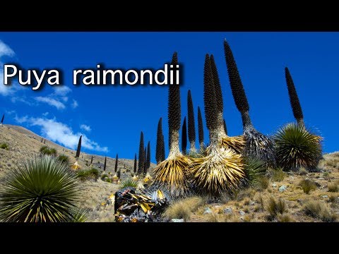 PUYA RAIMONDII: It EATS sheep!! (clickbait) | Travelling Beard in Peru