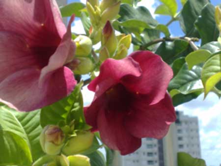 dicas de flores brasileiras