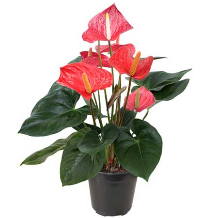 ANTÚRIO 1 dica de flor vermelha