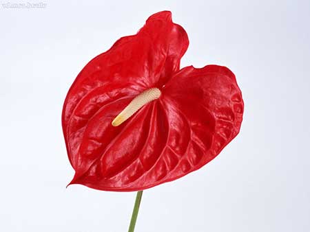 ANTÚRIO 2 flor vermelha