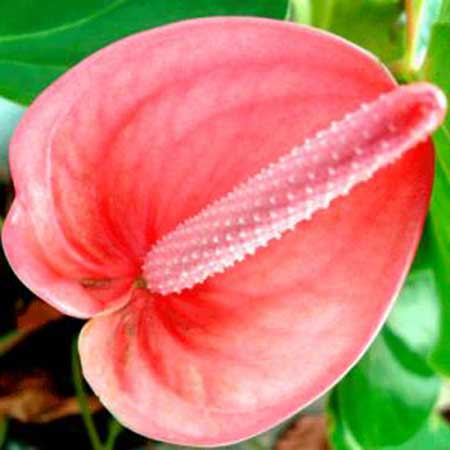 ANTÚRIO 6 nomes de flor vermelha