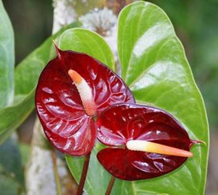 ANTÚRIO 7 flor vermelha