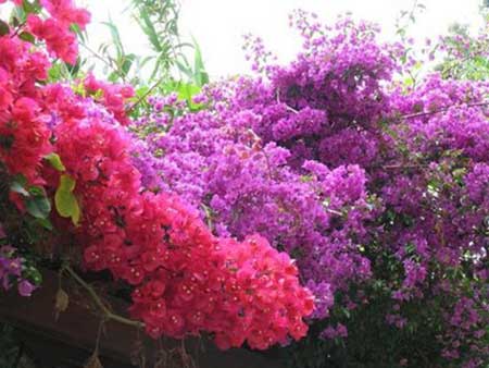 flor comum