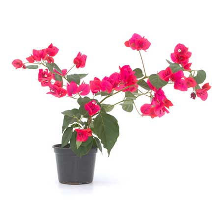 tipo de flor brasileira