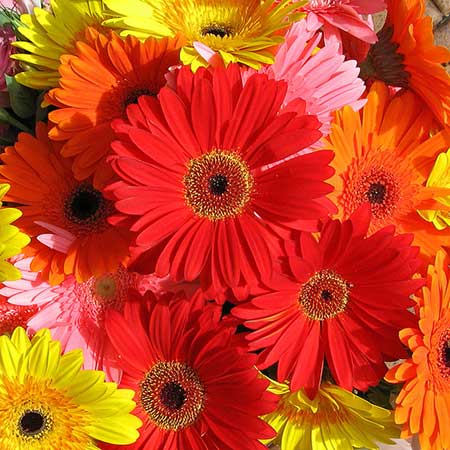 flor bonita