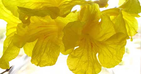 flor amarela