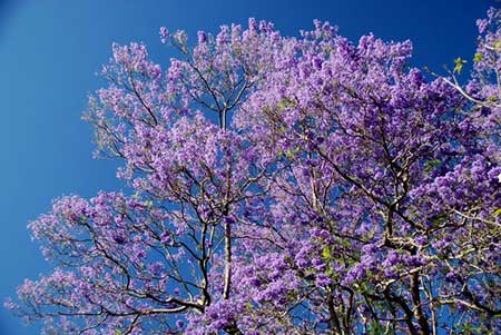 plantas nativas