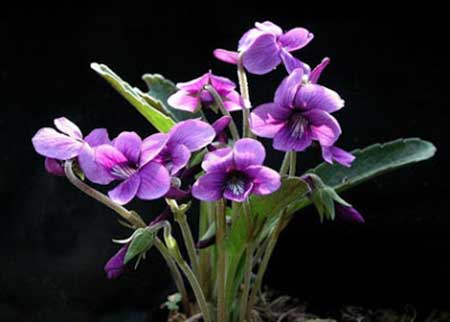 flor para comer