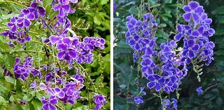 flores brasileiras
