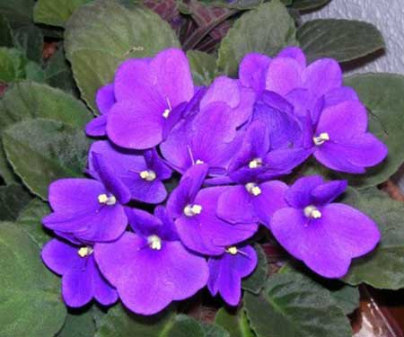 para o jardim