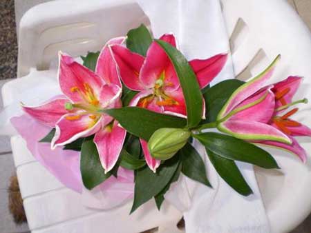 plantas bonitas