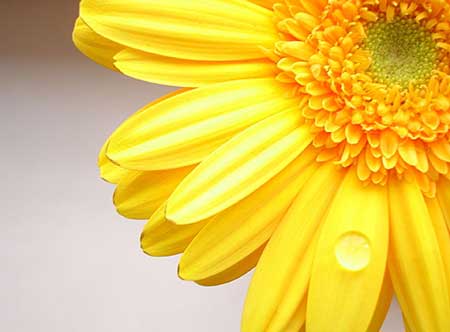 gerberas lindas as mais lindas