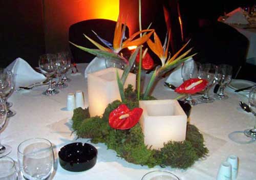 com plantas