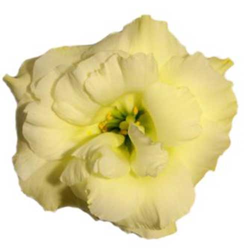 flor lisianthus amarela 1 para cultivar