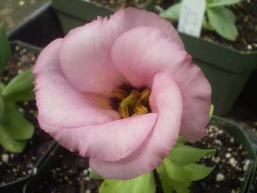 rosa pink foto de flor lisianthus