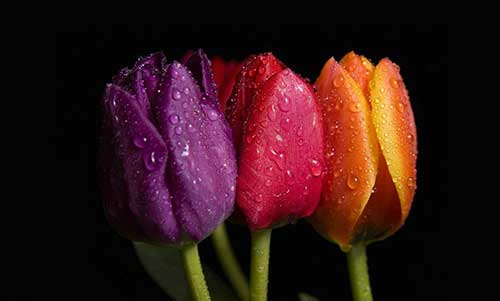 Flores Tulipas 1 sobre todas as cores