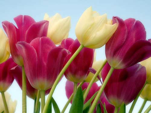 Flores Tulipas 3 do tumblr