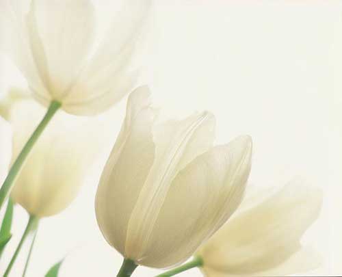 Tulipa branca 2 imagens de tulipas