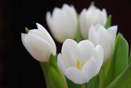 Tulipa branca fotos de tulipas