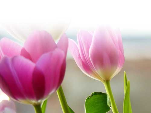 Tulipa rosa 2 fotos de tulipas