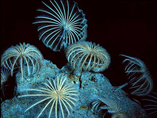 plantas do oceano