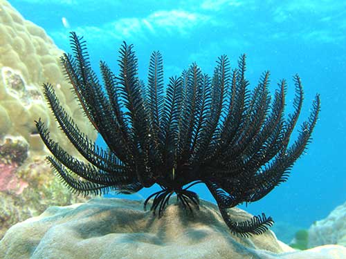 do fundo do mar