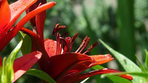 dicas de plantas