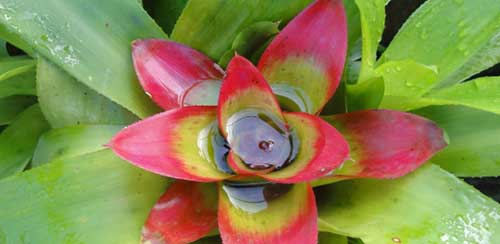 flores verdes