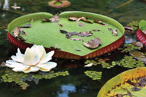 comum na amazônia