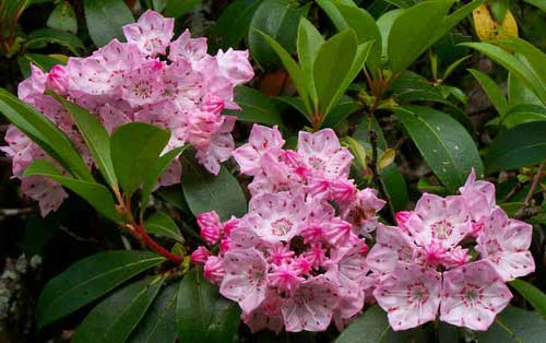 flores venenosas