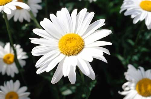 Margarida 3 para jardim