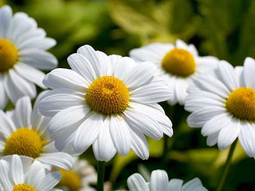 Margarida imagens das plantas