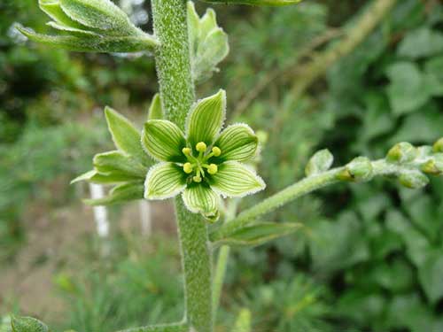 plantas venenosas