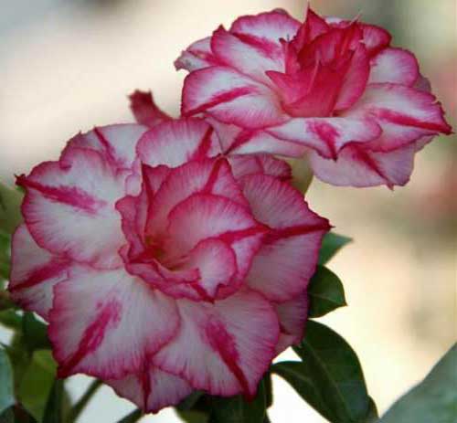 raras 2 rosas do deserto