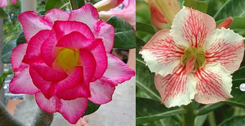 rosas do deserto dobradas 1 fotos, dicas e imagens