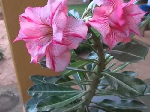 rosas do deserto dobradas uma raridade