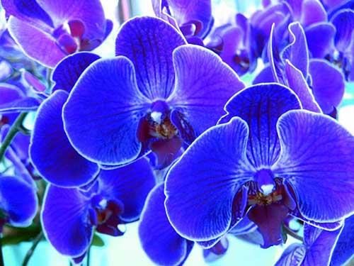 adubação orquídeas azuis
