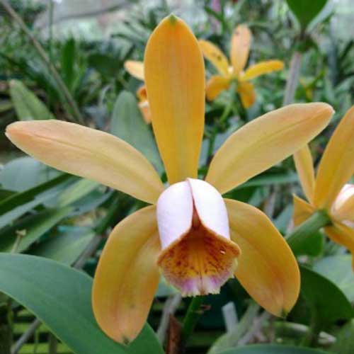 dicas de plantas