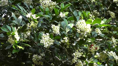 par jardim