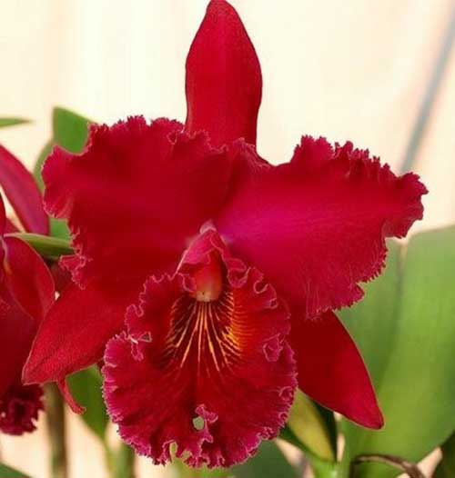 orquidario