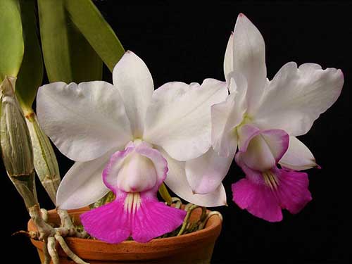 como cultivar