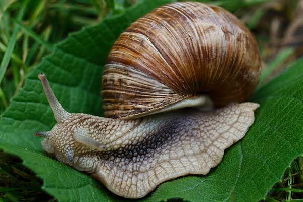 caracol pragas