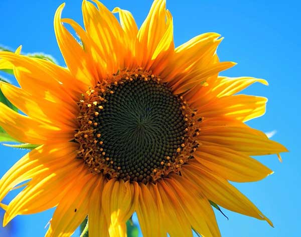 imagens de flores