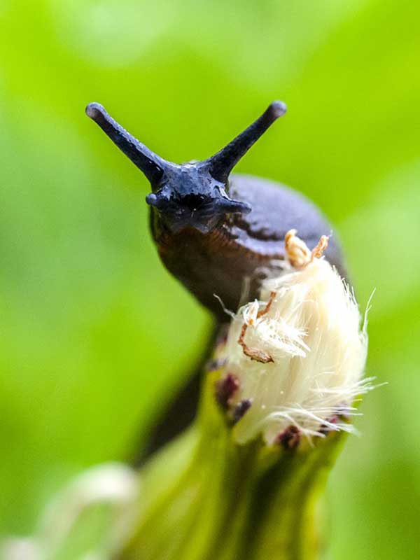 parasitas quintal