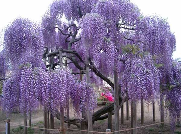 árvore as flores
