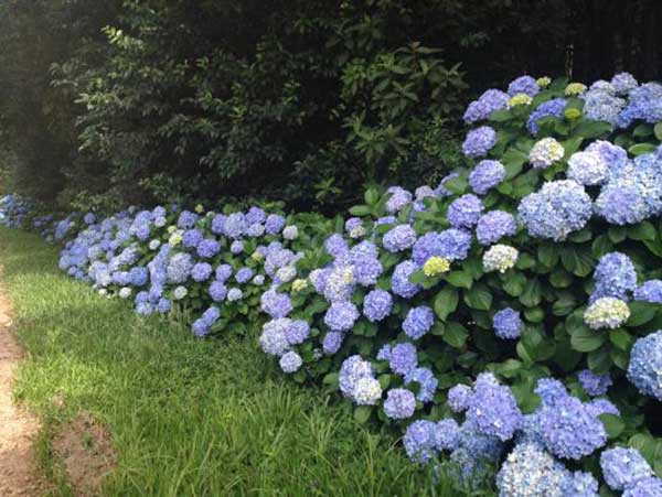 dicas de jardinagem