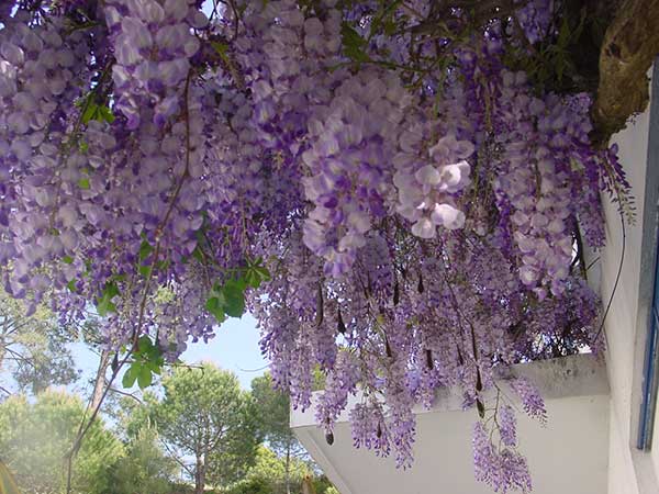 as mais belas da natureza dicas em imagens