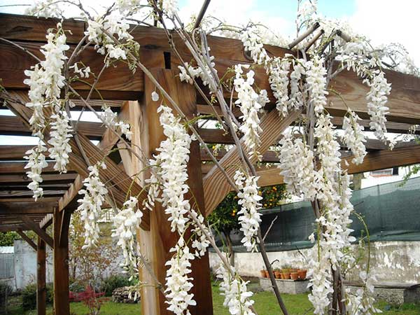 no jardim como cultivar