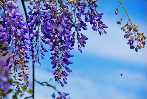 roxo 1 1 Glicínia