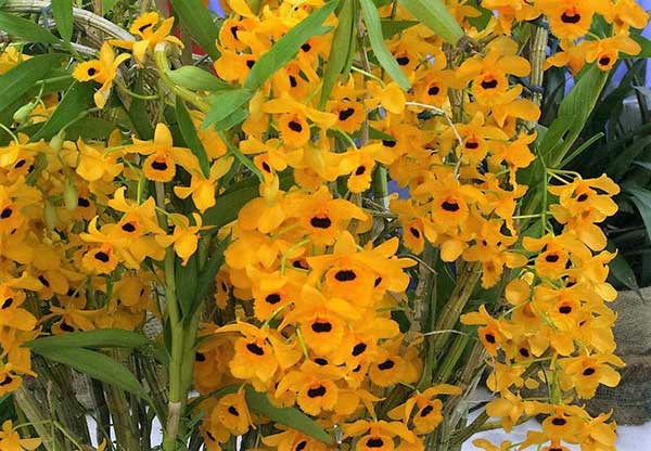 Orquídea Dendrobium